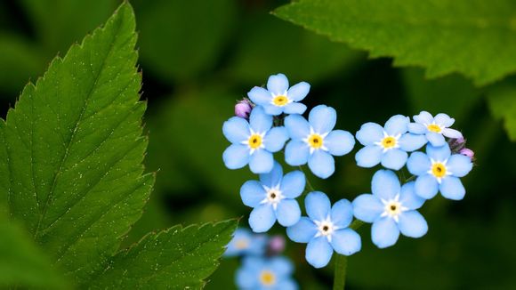 鲁能历年中超排名