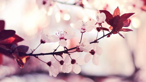 欧洲杯2016年赛程表