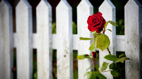 奥运金牌不同项目金牌一样吗