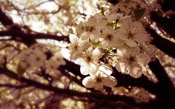 绵阳市委现任书记