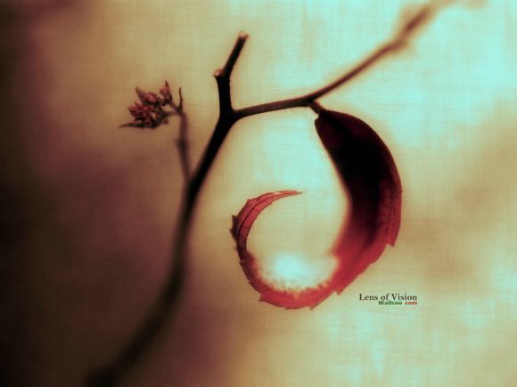 安德鲁维金斯为什么恨詹姆斯