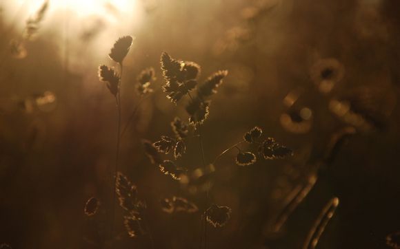 法甲有淘汰赛吗