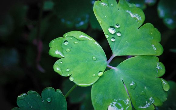 凯尔特人vs勇士g5比分