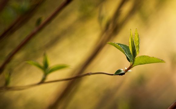 nba最矮的球员 小虫博格斯