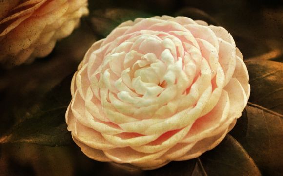 老鹰队是哪个国家