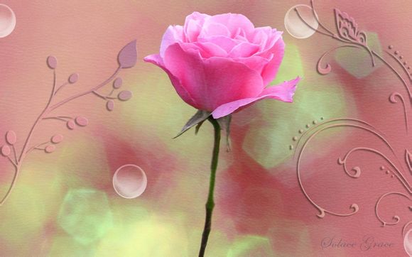 尼克斯对猛龙的比分预测